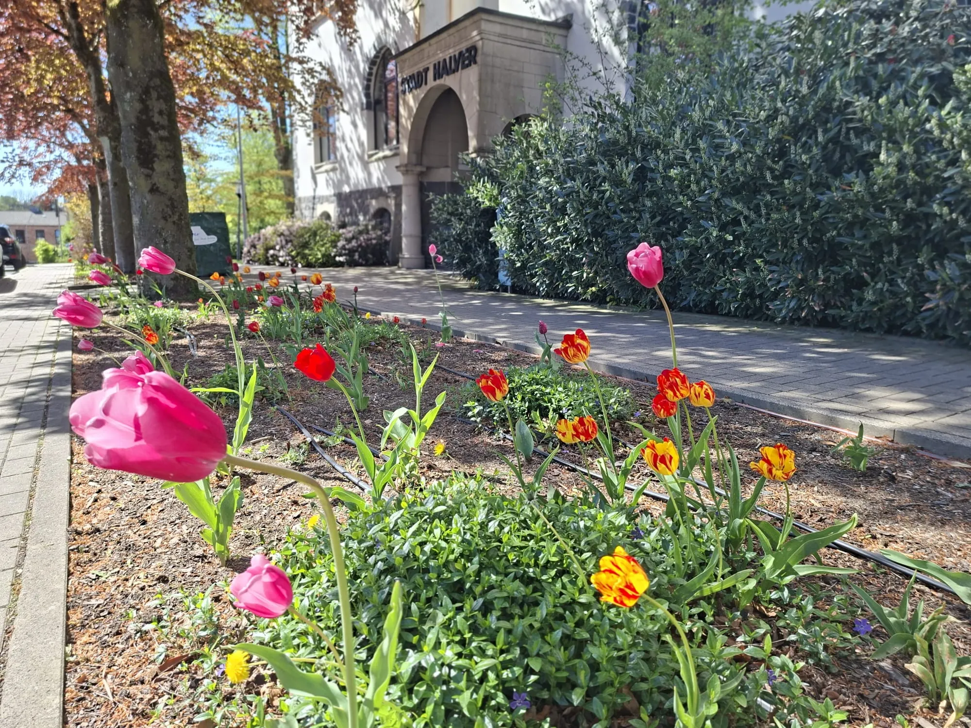 Blühende Tulpen in verschiedenen Farben vor dem Rathaus Halver, im Hintergrund ein gepflegter Garten.
