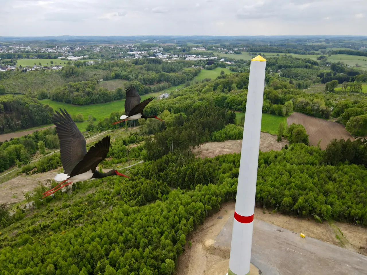 Zwei fliegende Schwarzstörche vor dem Hintergrund einer Windkraftanlage und einer ländlichen Landschaft. Die Anlage ist rot markiert, was im Kontext der Debatte über die Auswirkungen auf die Vögel relevant sein könnte.