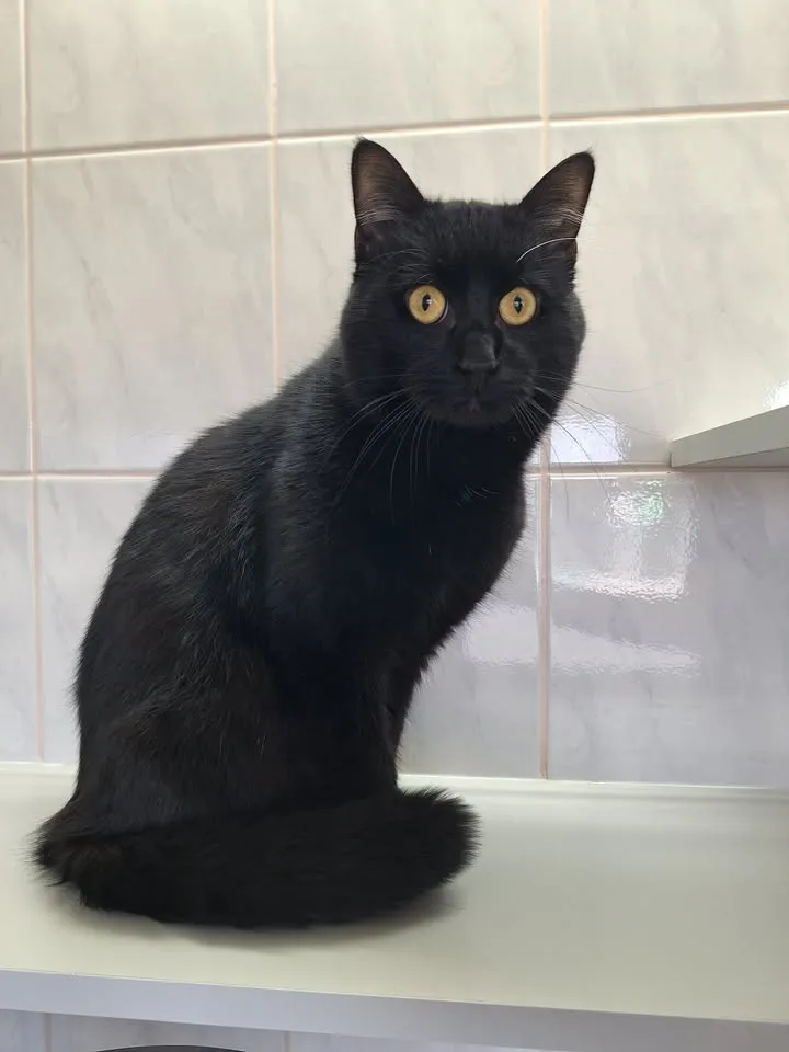 Schwarze Katze mit gelben Augen sitzt auf einer weißen Oberfläche vor einem Hintergrund aus hellen Fliesen.