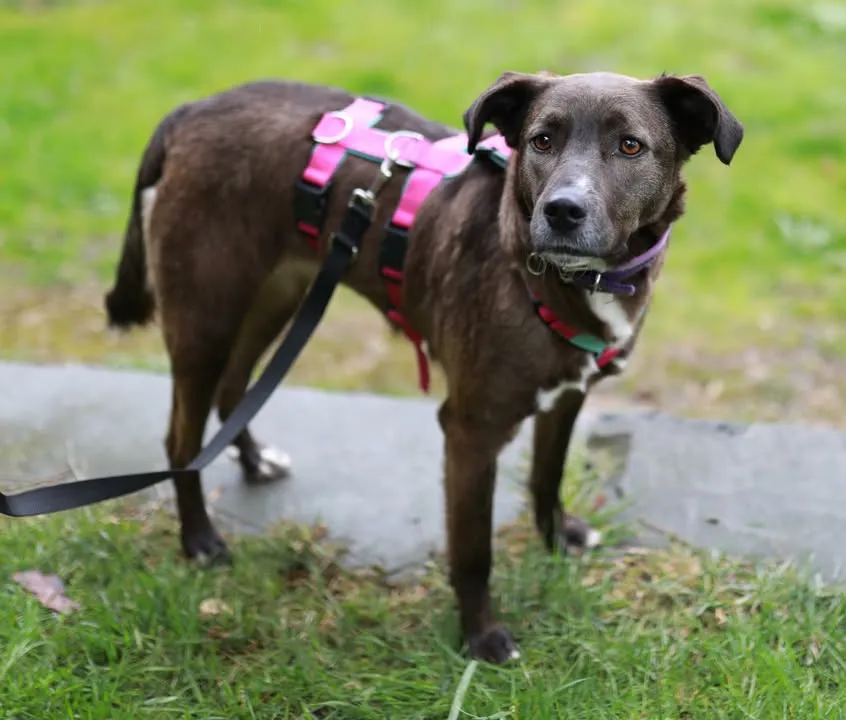 Brauner Hund mit rosa Geschirr und Leine steht auf einem Gehweg im Grünen und blickt zur Seite.