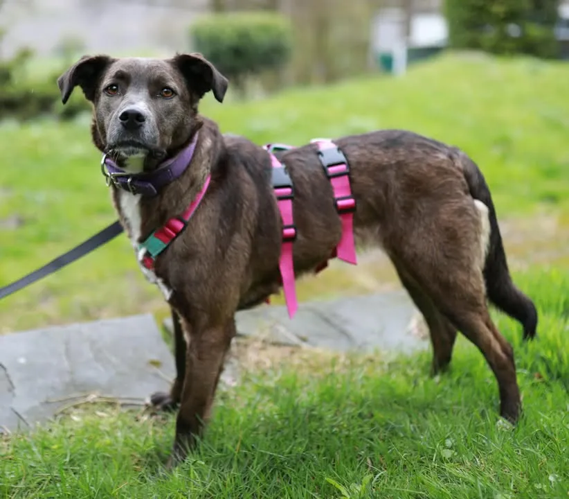 Brauner Mischlingshund mit rosa und grünem Geschirr steht auf einer Wiese und blickt zur Seite.