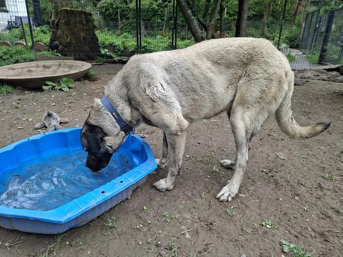 Ein großer, hellbrauner Kangal trinkt aus einem blauen Plastikbecken im Freien. Im Hintergrund ist ein eingezäunter Garten zu sehen.