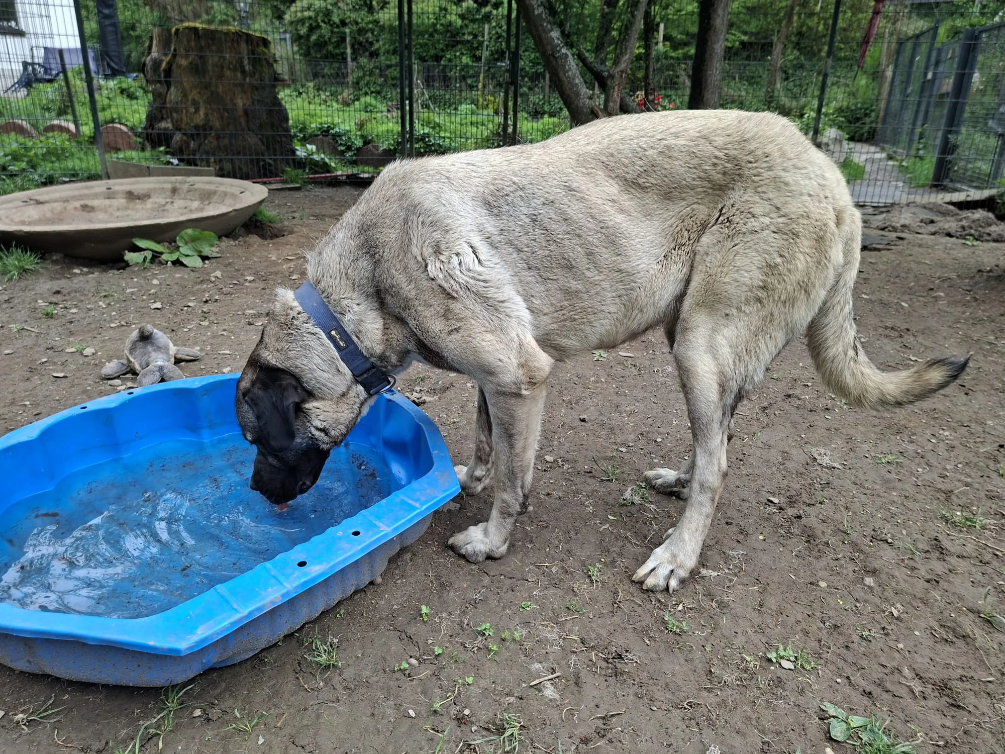 Ein großer, hellbrauner Kangal trinkt aus einem blauen Plastikbecken im Freien. Im Hintergrund ist ein eingezäunter Garten zu sehen.