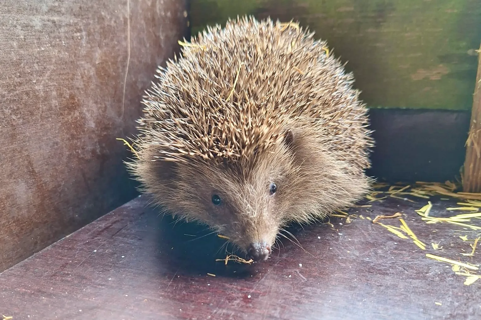Ein Igel mit braunen Stacheln steht auf einer Holzfläche und sucht in Heu nach Futter.