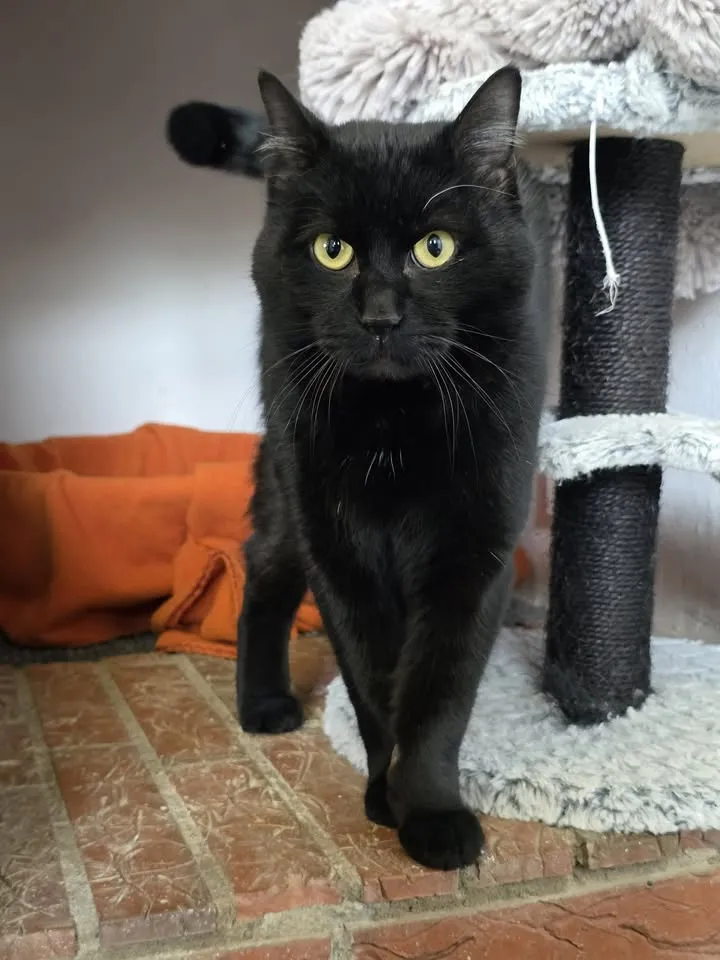 Schwarze Katze mit gelben Augen blickt direkt in die Kamera, während sie auf einen Kratzbaum zugeht.
