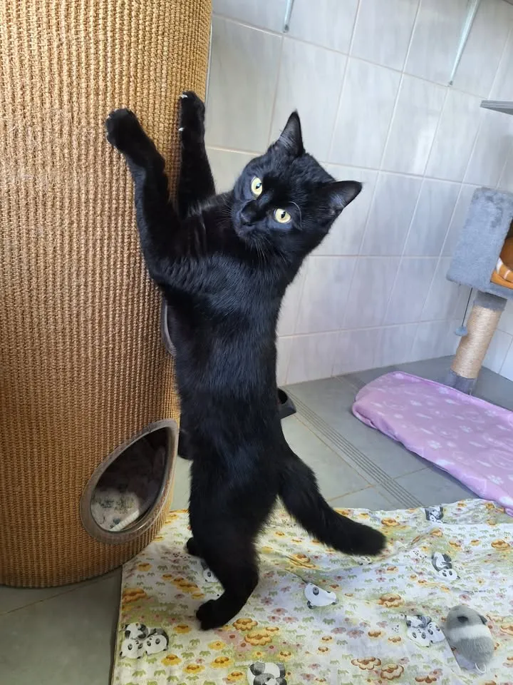 Schwarze Katze streckt sich mit erhobenen Vorderpfoten an einem Kratzbaum, während sie auf eine Decke blickt.