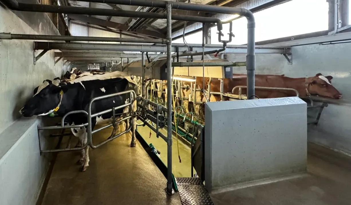 Innenansicht eines Melkstalls mit mehreren Kühen, die an Melkvorrichtungen stehen. Rohre verlaufen an der Decke und entlang der Wände.