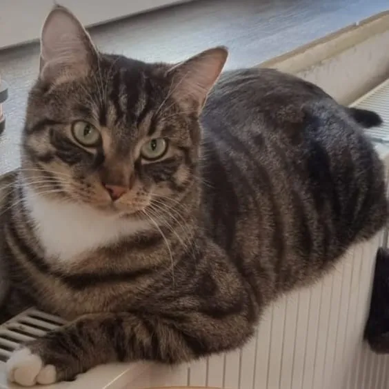 Getigerte Katze mit weißen Pfoten und weißer Brust liegt entspannt auf einem Heizkörper.