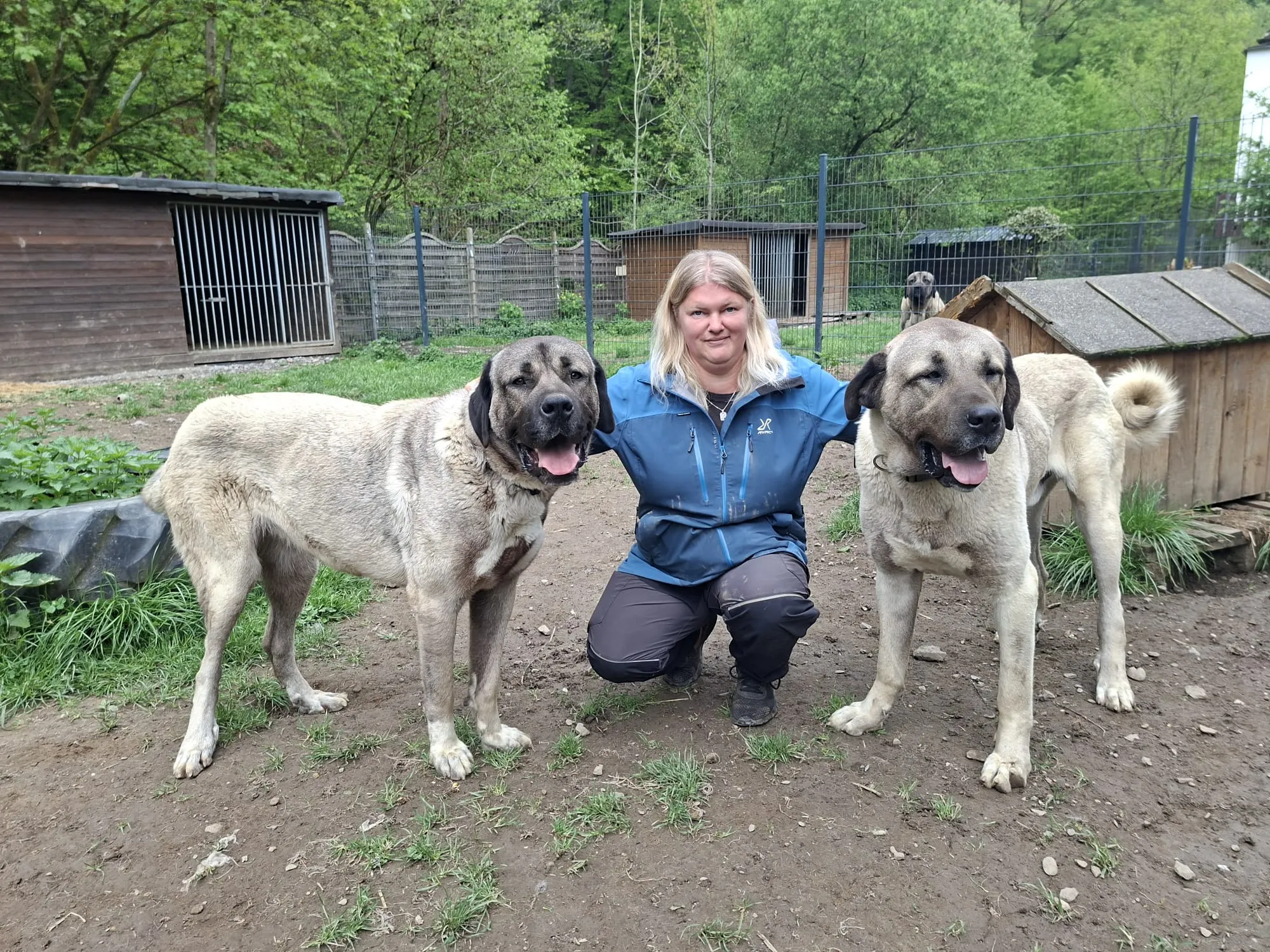 Frau hockt lächelnd zwischen zwei großen, hellen Kangal-Hunden vor einer Tierpension mit mehreren Hundehütten im Hintergrund.