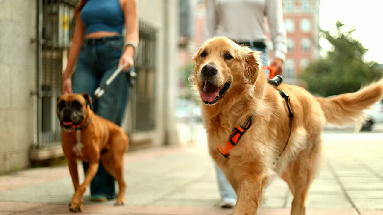 Ein Golden Retriever mit orangefarbenem Geschirr läuft auf einem Gehweg, im Hintergrund führt eine Person einen braunen Hund an der Leine.