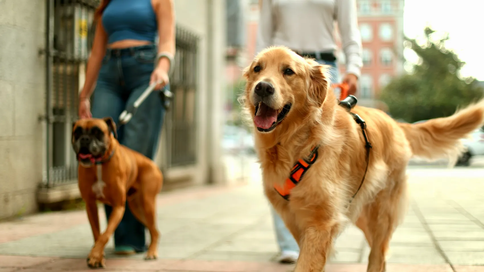 Ein Golden Retriever mit orangefarbenem Geschirr läuft auf einem Gehweg, im Hintergrund führt eine Person einen braunen Hund an der Leine.