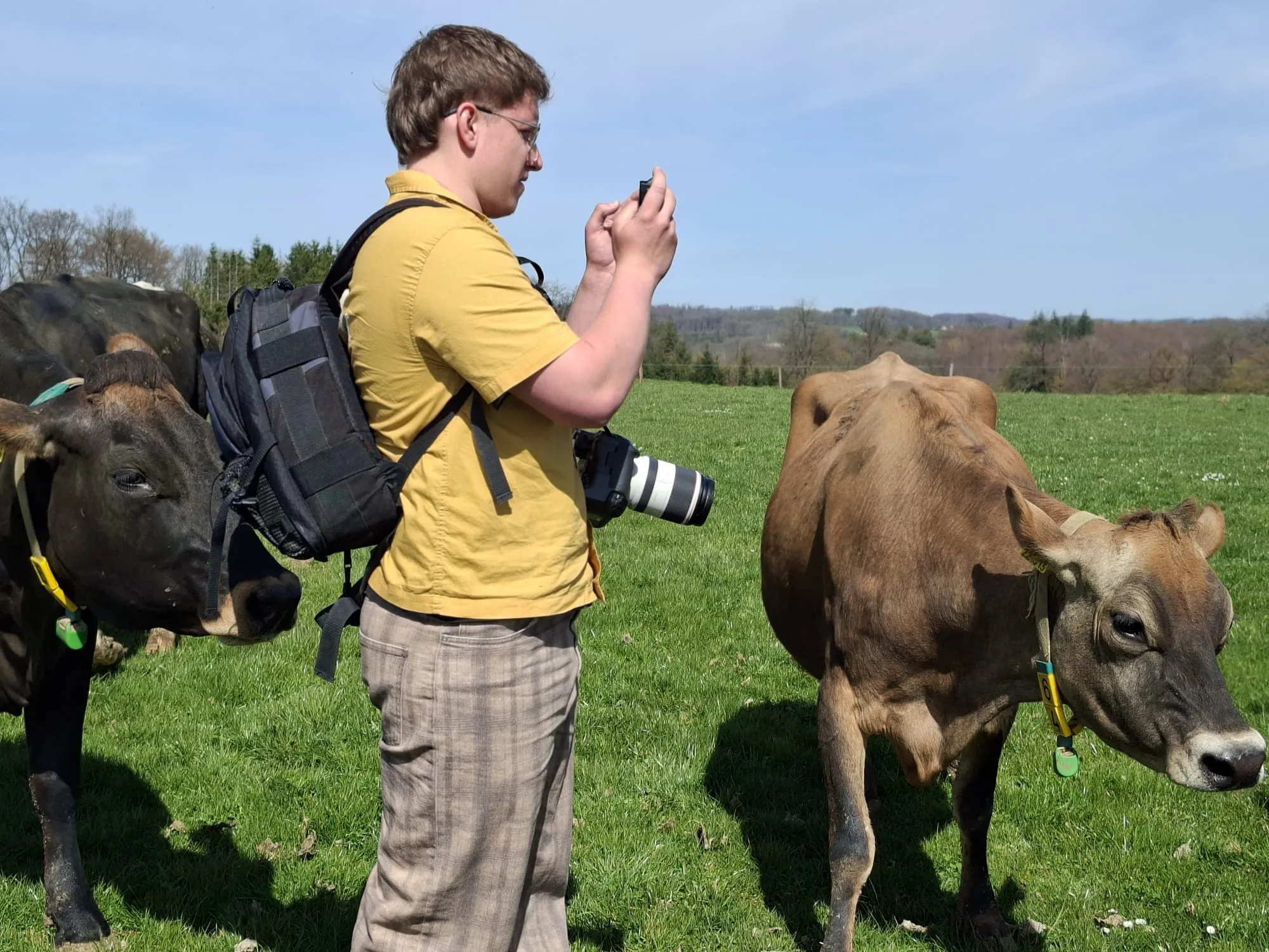 Ein Mann fotografiert Kühe auf einer grünen Wiese. Er trägt einen Rucksack und ein gelbes T-Shirt.