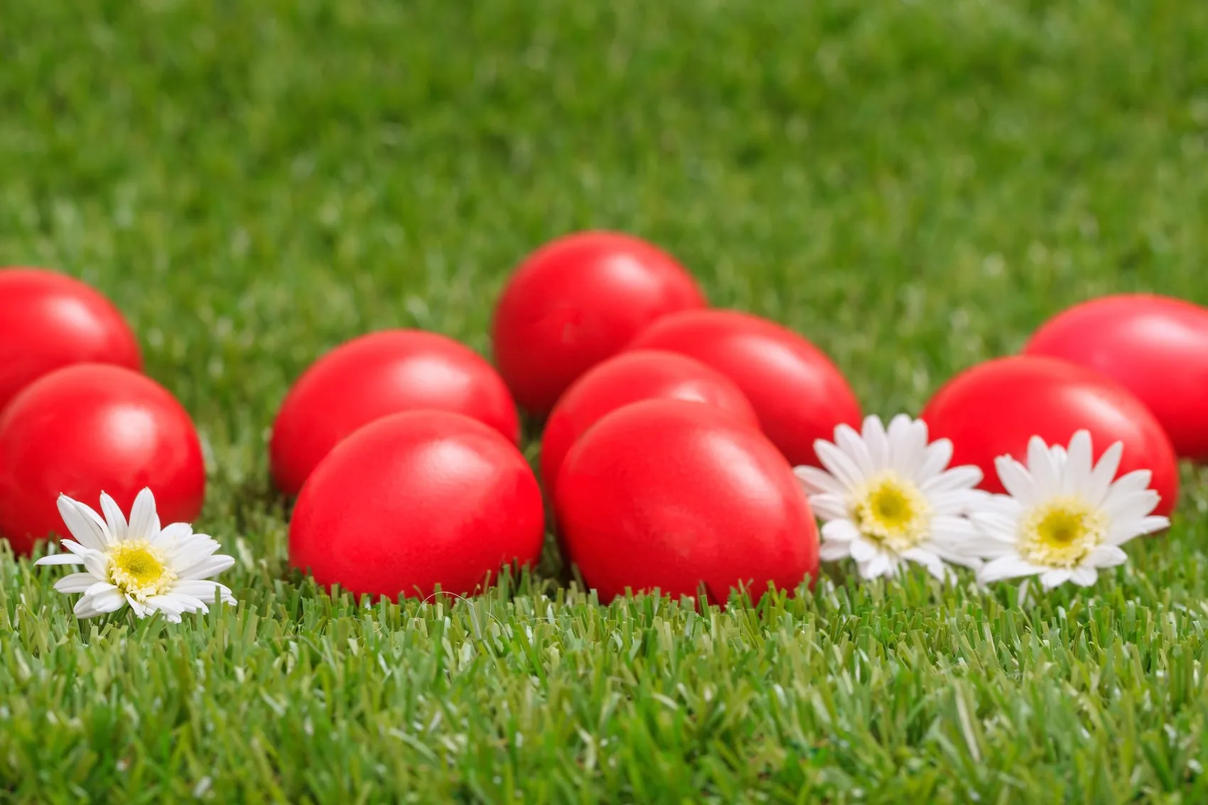 Mehrere rote Ostereier und einige weiße Gänseblümchen liegen im grünen Gras.