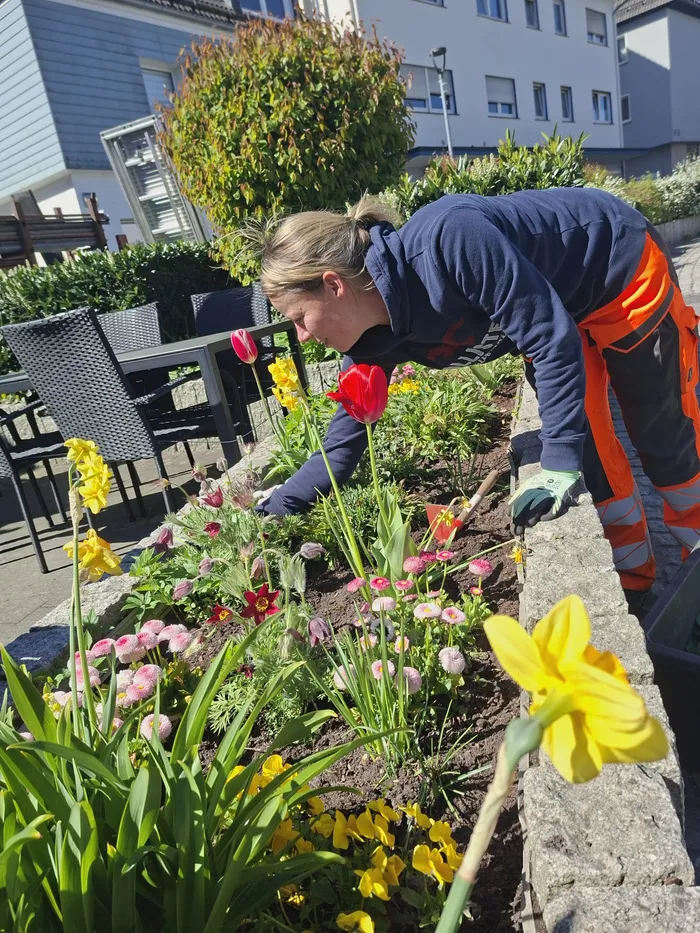 Eine Frau mit Handschuhen entfernt Unkraut aus einem Blumenbeet mit Tulpen und Narzissen vor einem Gebäude.