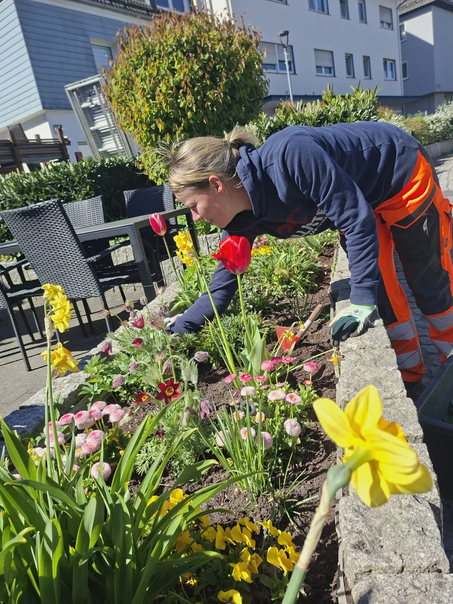 Eine Frau mit Handschuhen entfernt Unkraut aus einem Blumenbeet mit Tulpen und Narzissen vor einem Gebäude.
