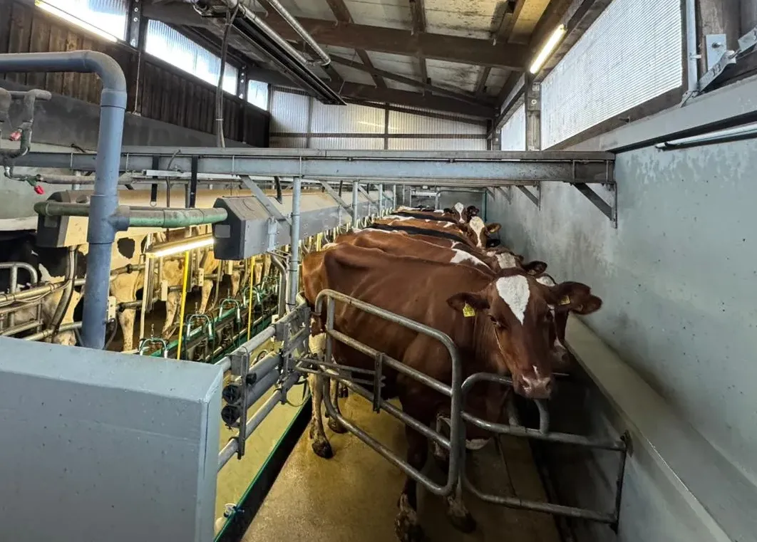 Innenansicht eines Melkstalls mit Kühen an den Melkständen, Rohre und Beleuchtung an der Decke.