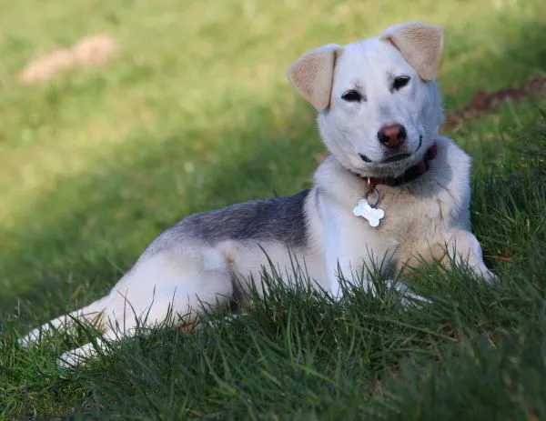 Ein weiß-grauer Hund mit rotem Halsband liegt entspannt im Gras und blickt zur Seite.
