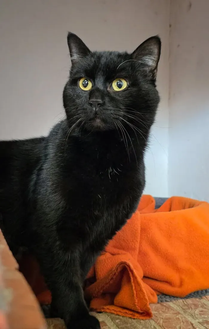 Schwarze Katze mit gelben Augen blickt aufmerksam in die Kamera, sitzt auf einem orangefarbenen Tuch.