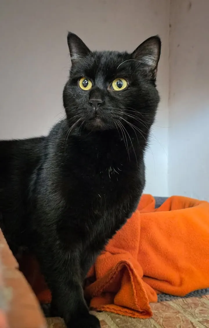 Schwarze Katze mit gelben Augen blickt aufmerksam in die Kamera, sitzt auf einem orangefarbenen Tuch.