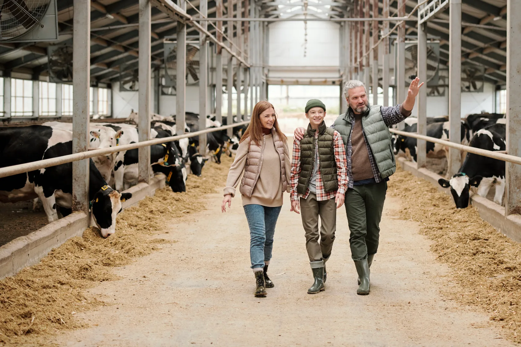 Eine Familie geht durch eine Stallgasse, umgeben von Kühen. Der Vater winkt, während er mit seiner Frau und seinem Kind spazieren geht.