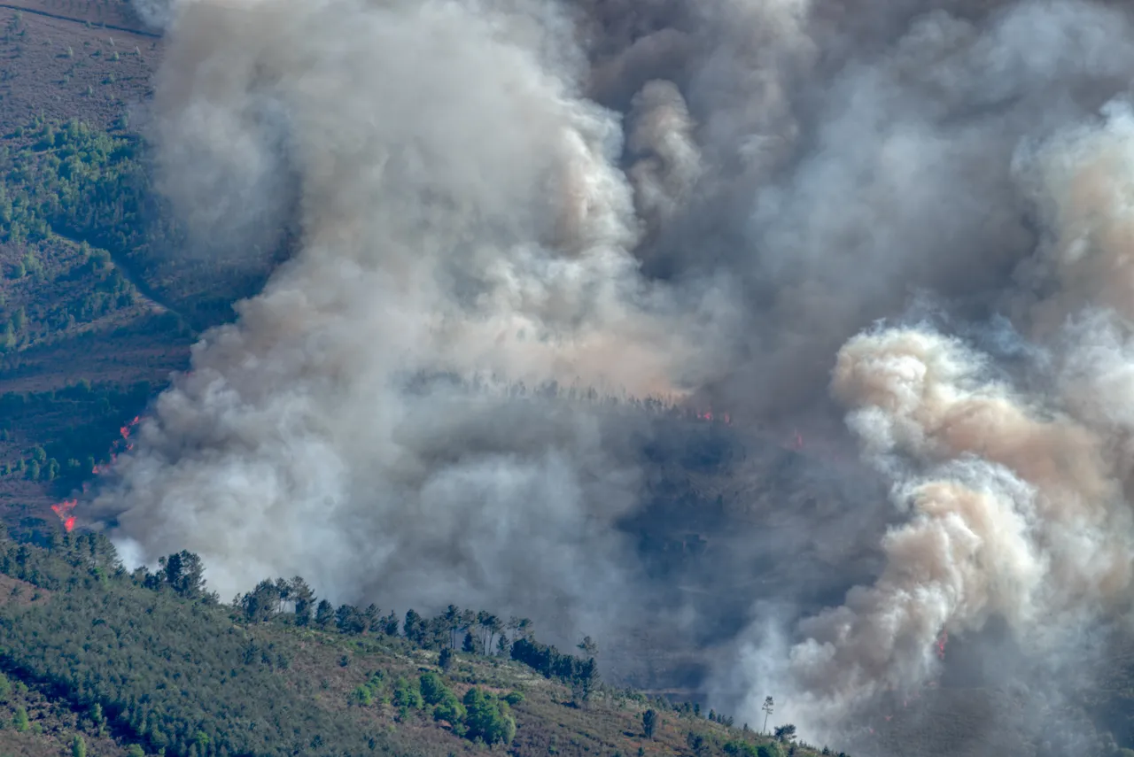 Dichte Rauchwolken steigen von einem Waldbrand an einem bewaldeten Hang auf, zwischen denen kleine Flammen sichtbar sind.
