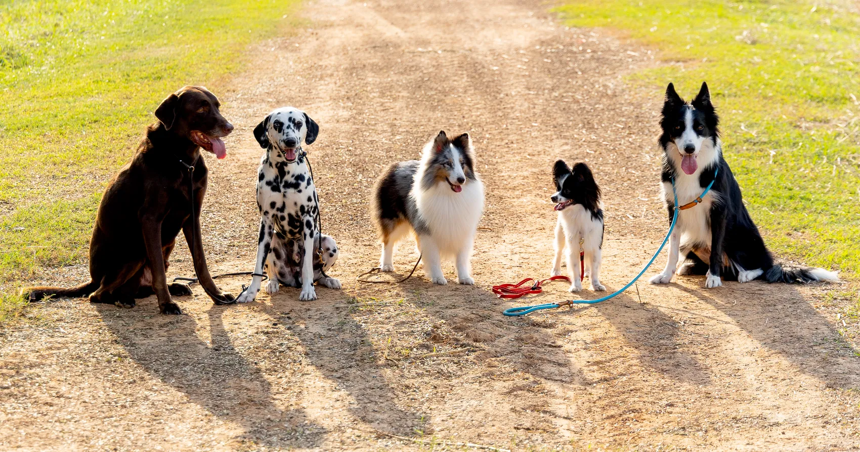 Fünf Hunde unterschiedlicher Rassen sitzen oder stehen auf einem Feldweg.