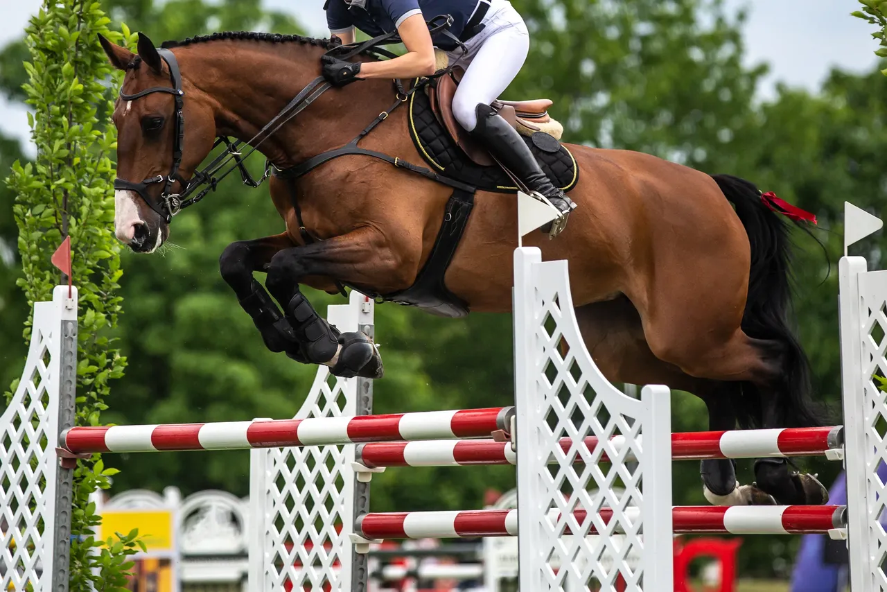 Ein braunes Pferd mit Reiter springt über ein rot-weiß gestreiftes Hindernis bei einem Springreitwettbewerb.