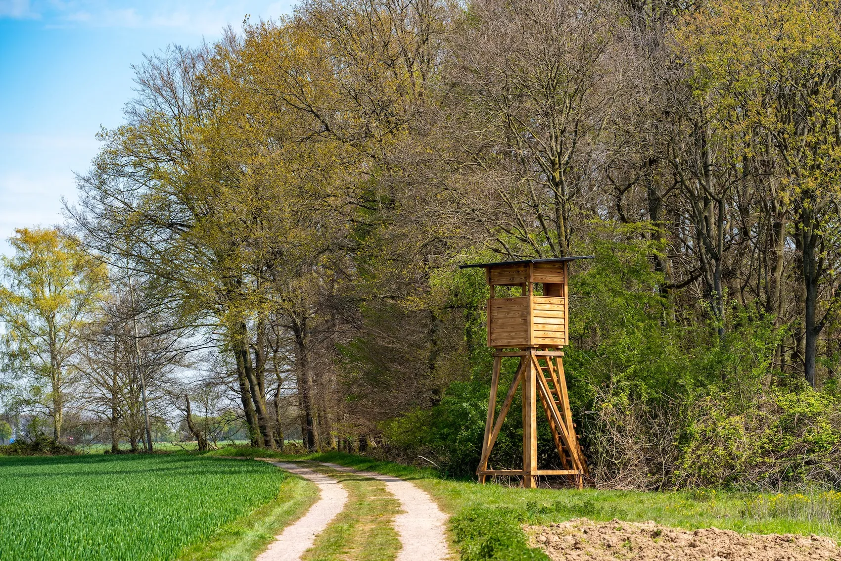 Holzhochstand an einem Feldweg am Waldrand, umgeben von jungen Bäumen mit frischem Grün.
