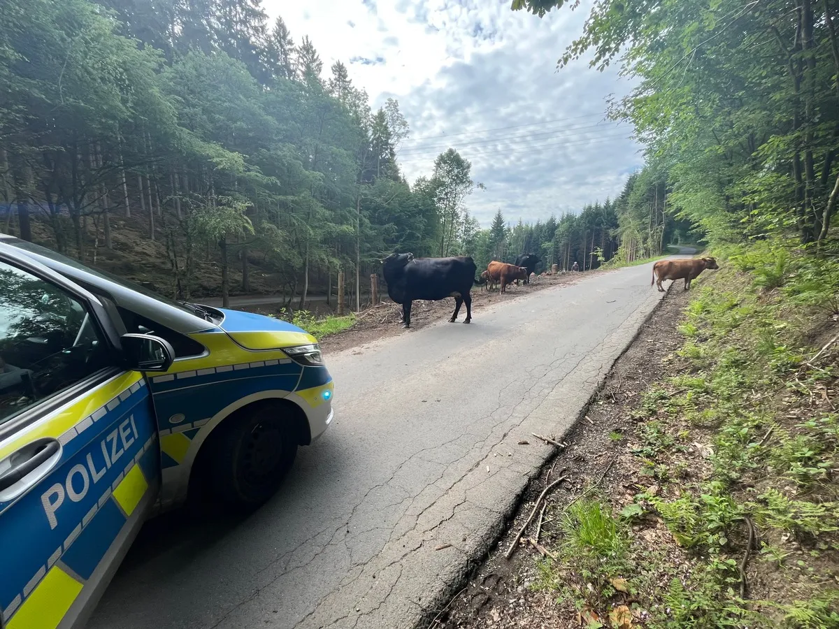 Polizeiauto steht am Straßenrand, während Kühe und ein Kalb die Fahrbahn blockieren. Im Hintergrund ein dichter Wald.