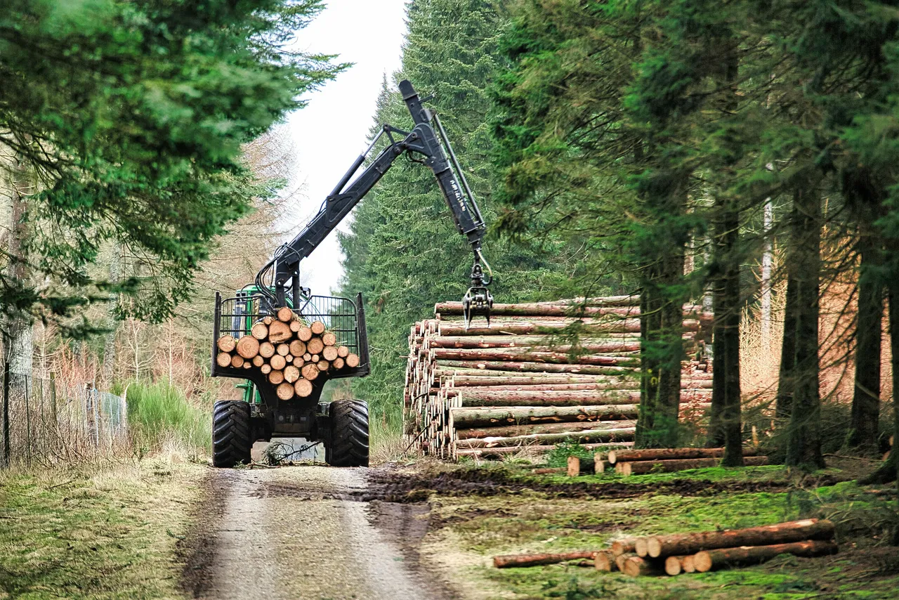 Ein großer Forstwirtschafts-Kranwagen stapelt Baumstämme an einem Waldweg. Im Hintergrund weitere Bäume und Holzstapel.