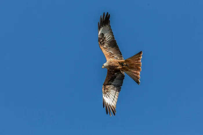 Ein Rotmilan fliegt mit ausgebreiteten Flügeln vor blauem Himmel.