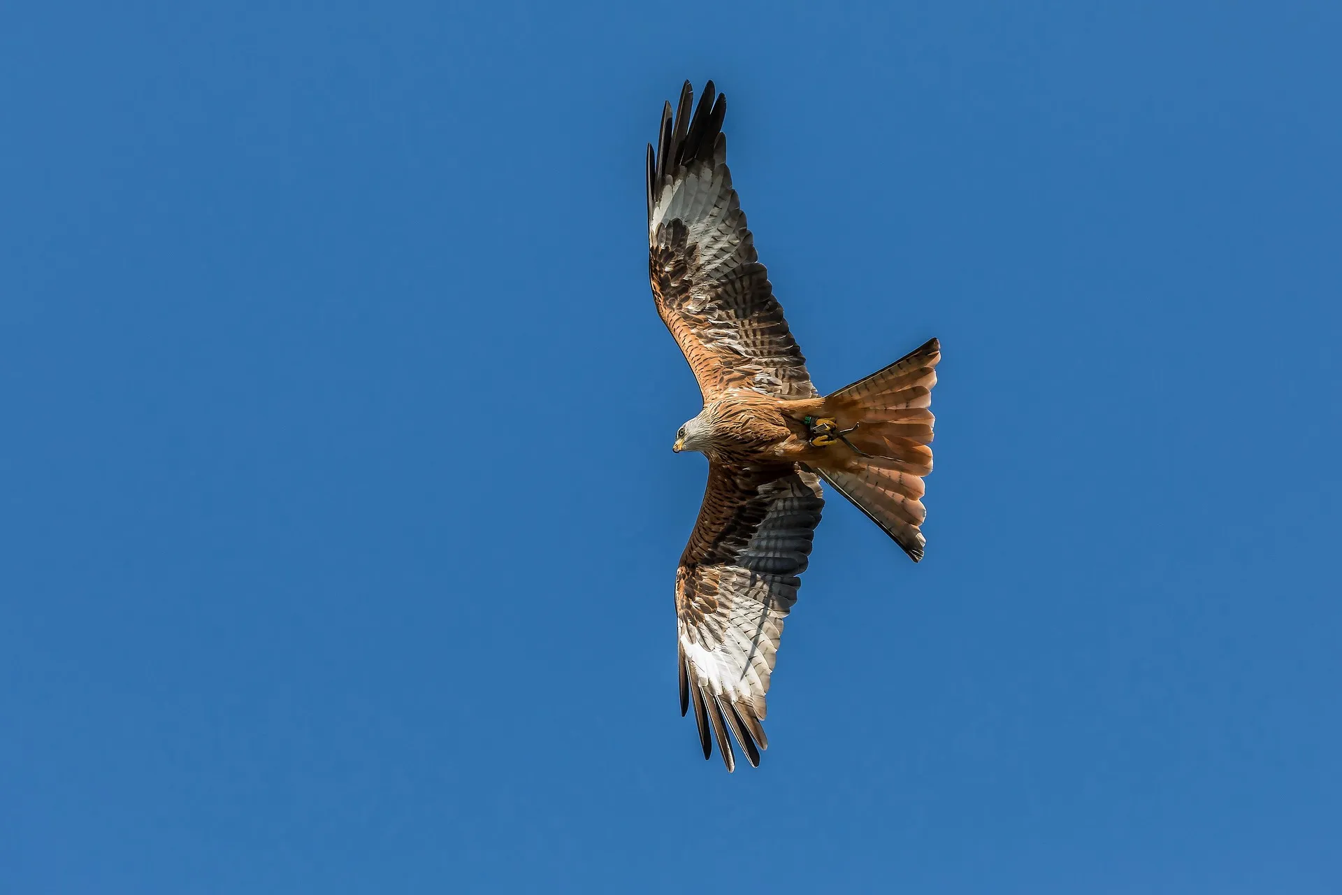 Ein Rotmilan fliegt mit ausgebreiteten Flügeln vor blauem Himmel.