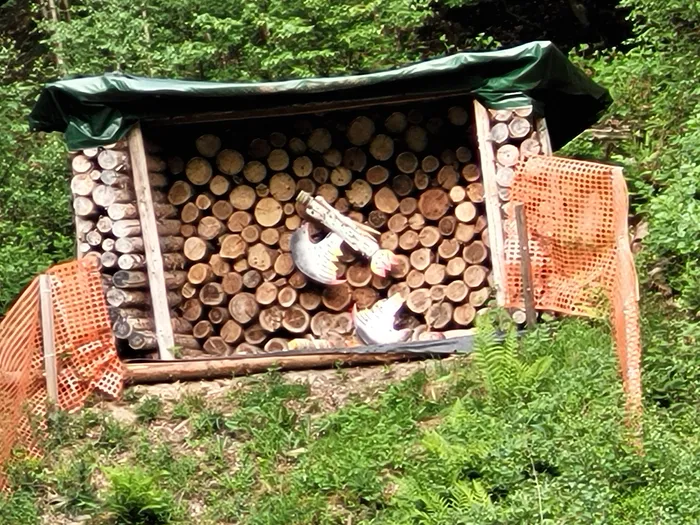 Ein Holzlager dient als Kulisse für das Königsvogelschießen, vor dem ein Schütze in weißer Weste zielt. Orangefarbene Absperrungen begrenzen den Bereich.