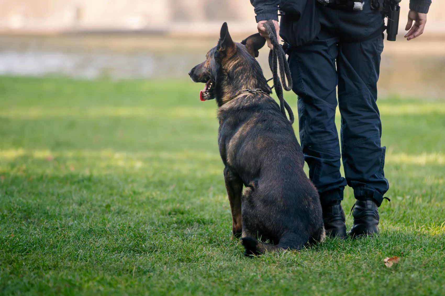 Ein dunkler Hund sitzt auf einer Wiese neben einer Person in dunkler Polizeiuniform.
