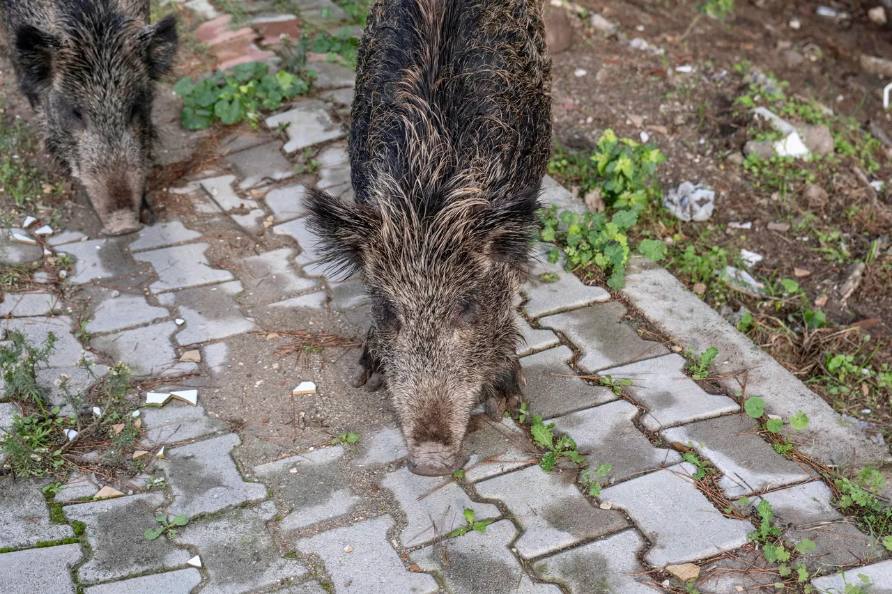 Ein Wildschwein sucht auf einem gepflasterten Weg nach Futter, ein weiteres Tier ist teilweise im Bild zu sehen.