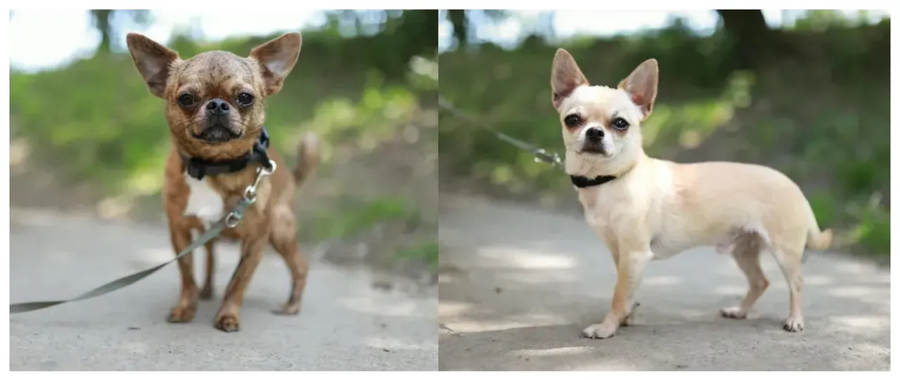Zwei kleine Hunde, Bussel und Tysson, stehen auf einem Feldweg und blicken in die Kamera. Beide tragen Halsbänder und sind an Leinen befestigt.