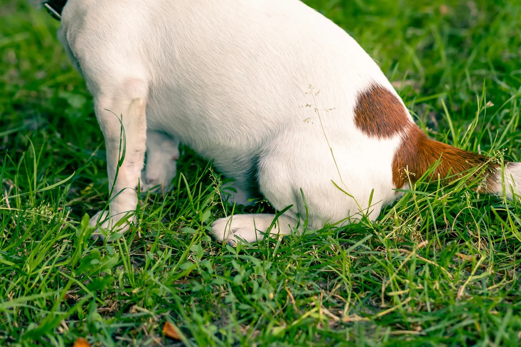 Ein weißer Hund mit braunem Fleck hockt im grünen Gras.