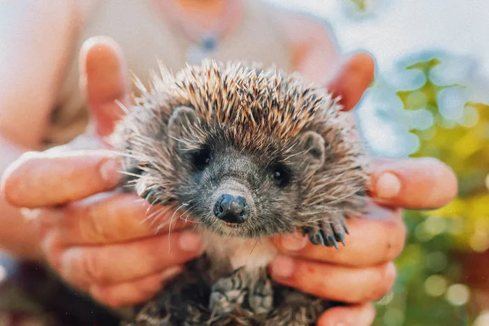 Ein Igel wird von einer Person in Händen gehalten. Das Tier blickt direkt in die Kamera.