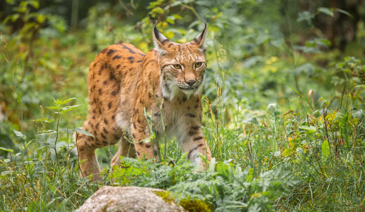 Ein Luchs mit geflecktem Fell und charakteristischen Ohrbüscheln blickt in die Kamera, während er sich durch dichtes Unterholz bewegt.
