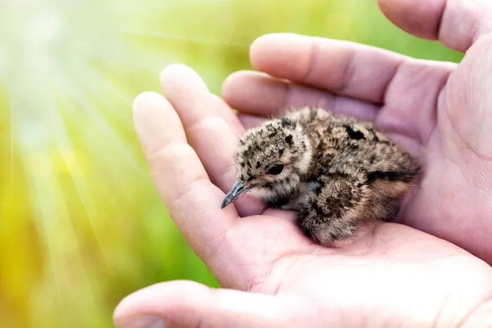 Ein winziger Vogelküken liegt in einer geöffneten Hand. Im Hintergrund verschwimmt grünes Gras.