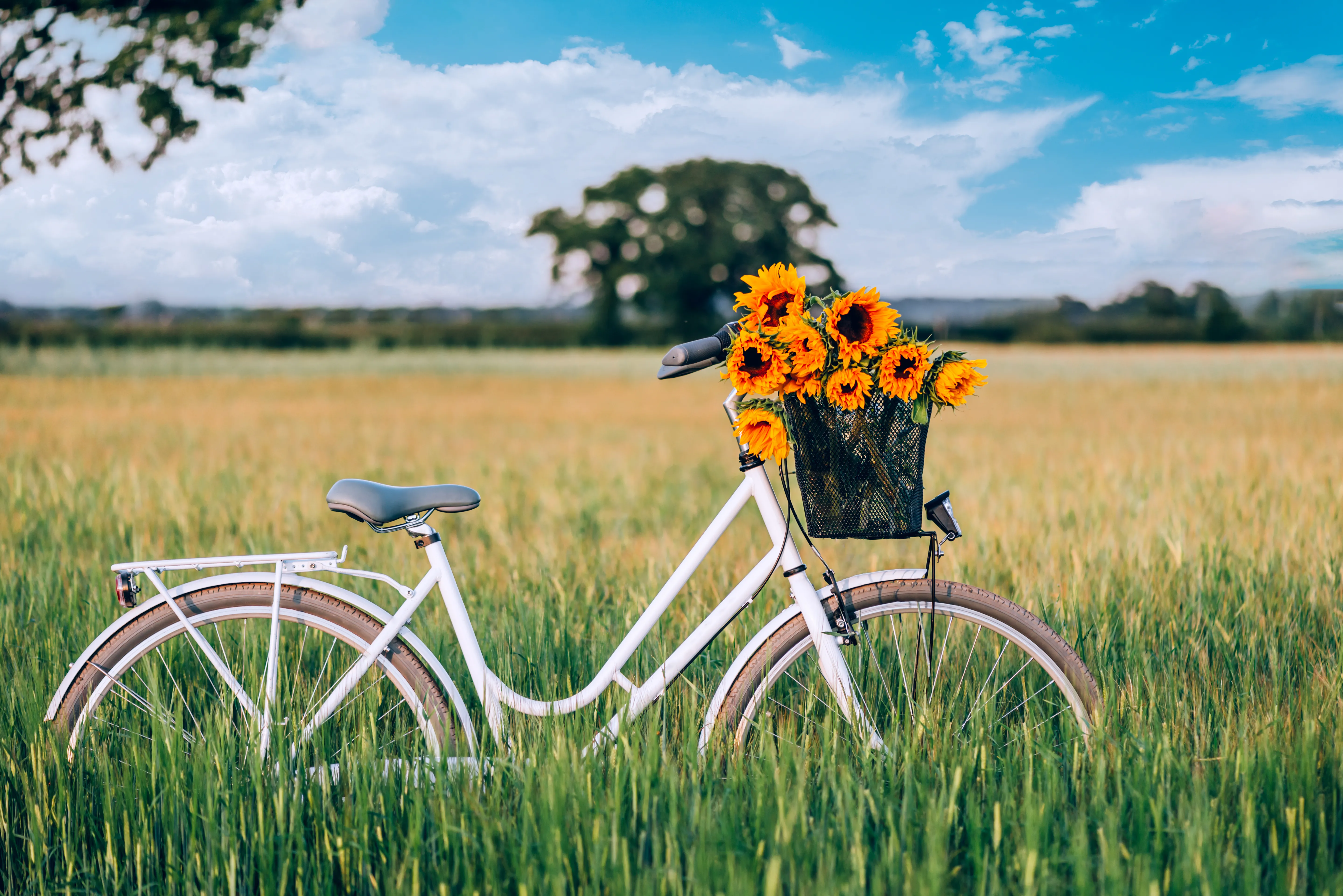 Weißes Fahrrad mit einem Korb voller Sonnenblumen steht auf einer Wiese unter blauem Himmel.