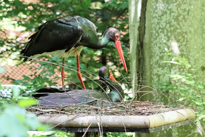 Ein erwachsener Schwarzstorch steht über seinem Nest, in dem zwei Jungvögel liegen. Der Vogel hat einen langen roten Schnabel und blickt auf die Jungen. Im Hintergrund ist grünes Laub und ein Baumstamm zu sehen.