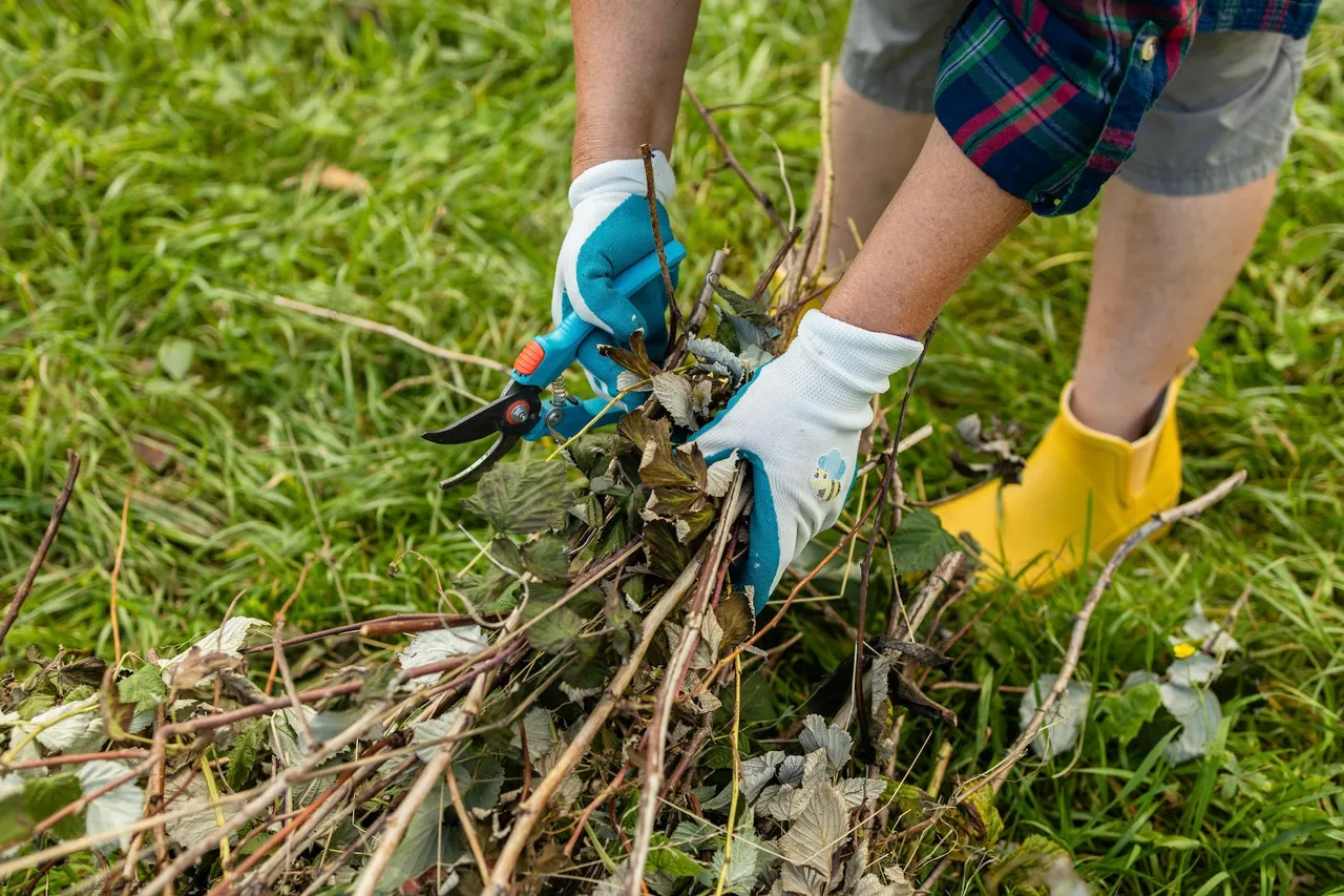 Eine Person mit Handschuhen schneidet Unkraut mit einer Gartenschere auf grünem Rasen. Gelbe Gummistiefel sind ebenfalls zu sehen.