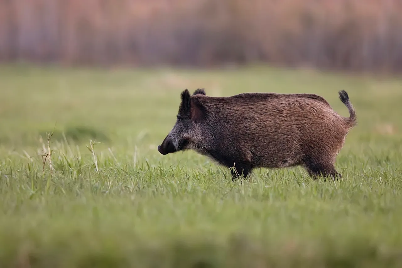 Wildschwein sucht im Gras nach Nahrung.