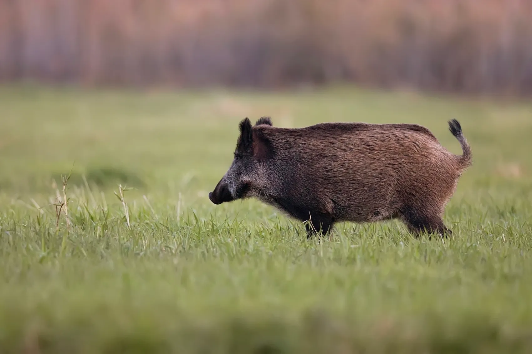 Wildschwein sucht im Gras nach Nahrung.