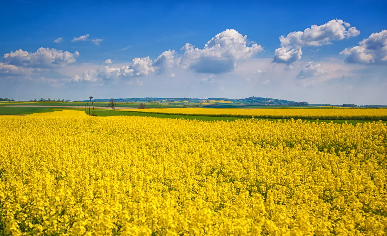 Blühendes Rapsfeld unter blauem Himmel mit weißen Wolken, im Hintergrund Hügellandschaft.