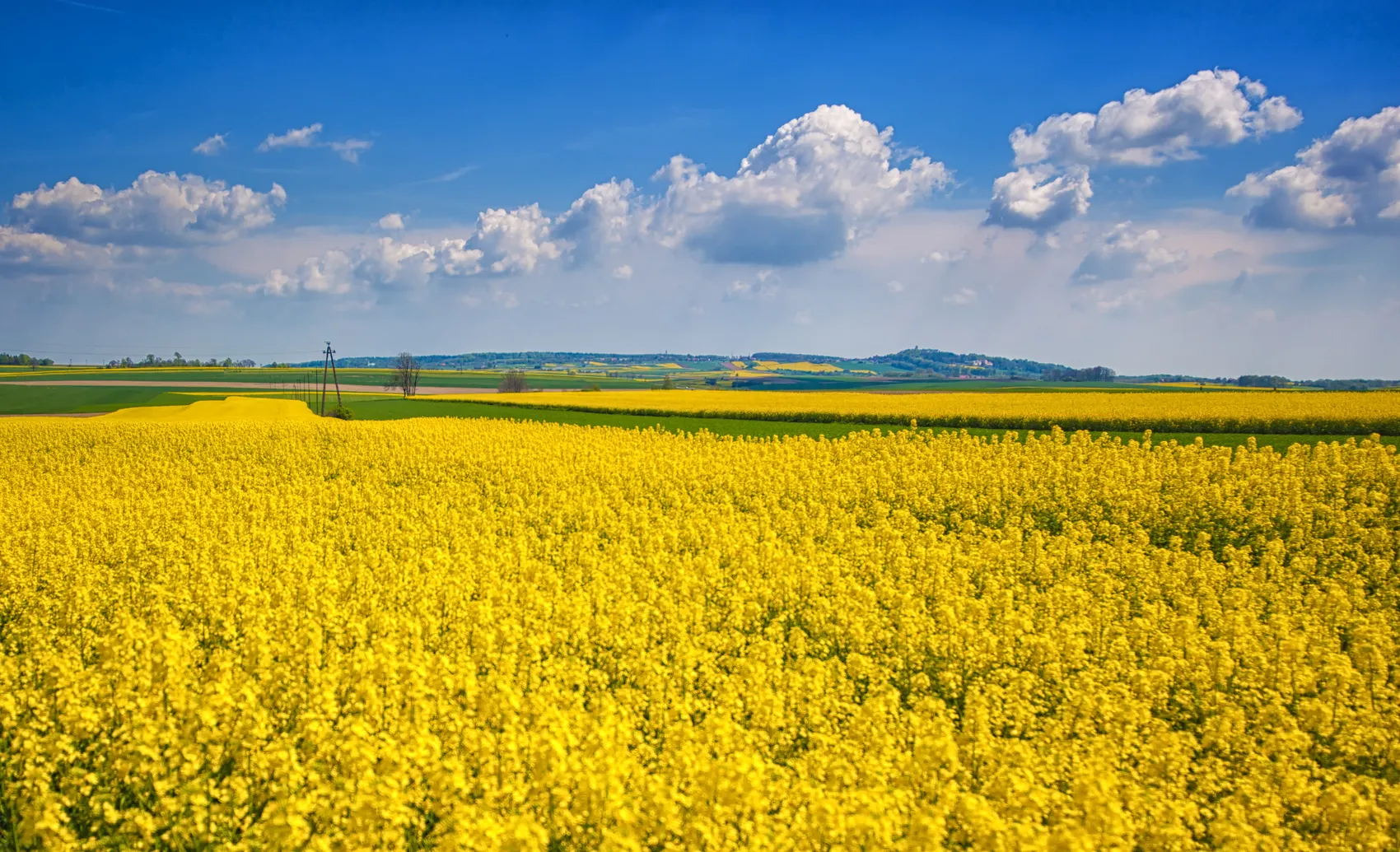 Blühendes Rapsfeld unter blauem Himmel mit weißen Wolken, im Hintergrund Hügellandschaft.