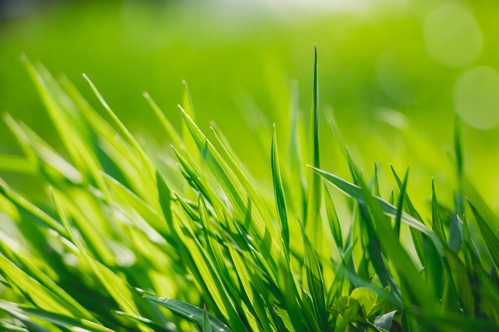 Frisches, grünes Gras im Sonnenlicht, unscharfer Hintergrund.